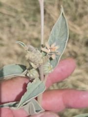 Croton heptalon, photograph author not stated, no rights reserved