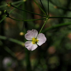 Alisma lanceolatum
