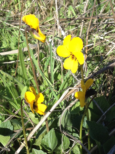 iNaturalist observation photo of California Golden Violet