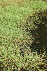 Glyceria notata