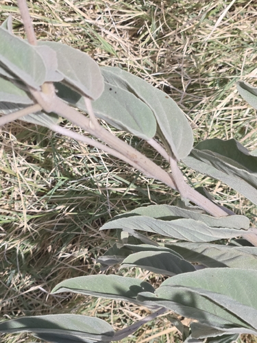 Croton heptalon, photograph 6