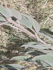 Croton heptalon, photograph author not stated, no rights reserved