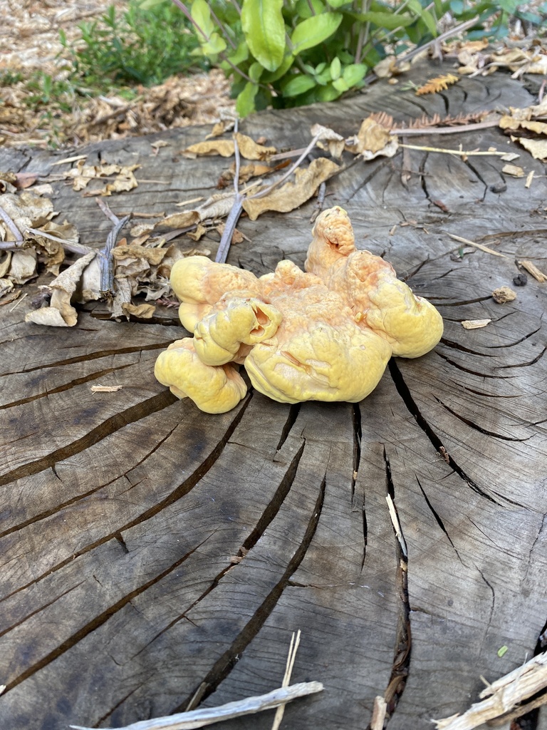 Western Hardwood Sulphur Shelf · August 2026 · photo: Photo: (c) fern Wildtruth, some rights reserved (CC BY) · iNaturalist