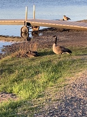 Branta canadensis