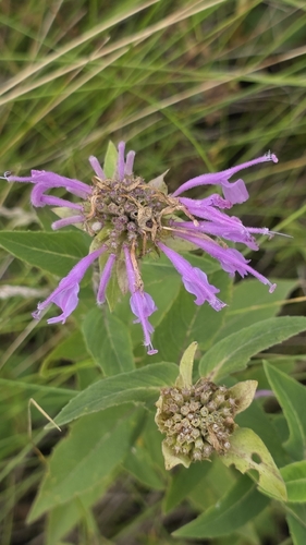 wild bergamot