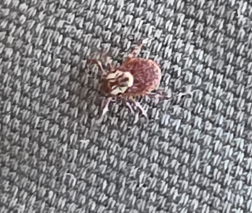 American Dog Tick