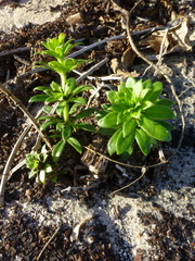 Galium tomentosum