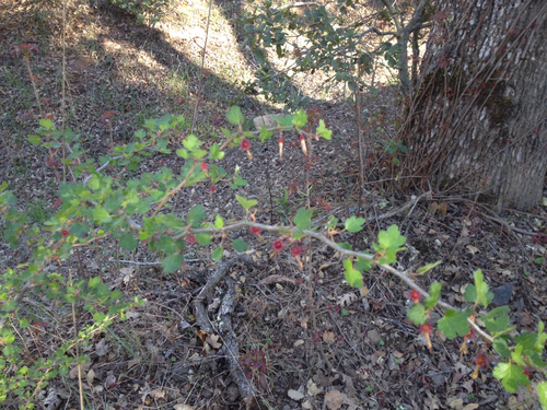 iNaturalist observation photo of hillside gooseberry