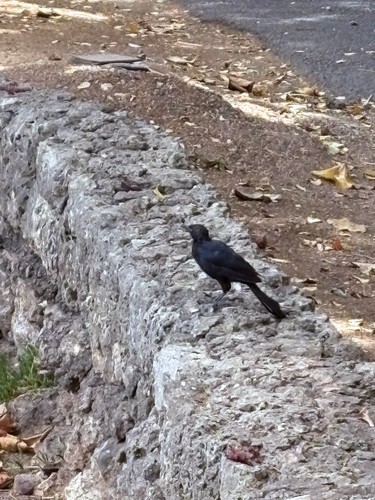 Hispaniolan Grackle