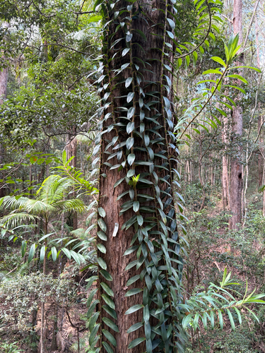 Freycinetia scandens observed 2026-08-15