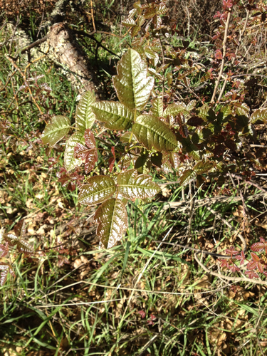 iNaturalist observation photo of Pacific poison oak