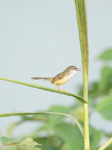 Yellow-bellied Prinia