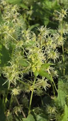 prickly cucumber