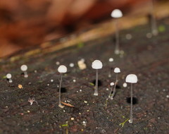 Mycena piringa