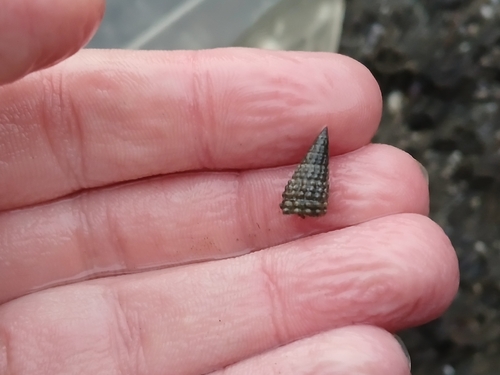 Cerithium coralium observed 2026-08-15