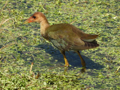 iNaturalist observation photo of Purple Gallinule