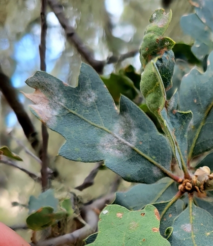 iNaturalist observation photo of Erysiphe occidentalis