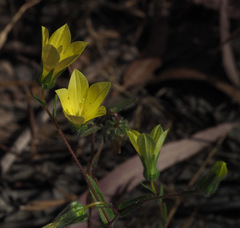 Campanula sulphurea