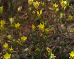 Campanula sulphurea