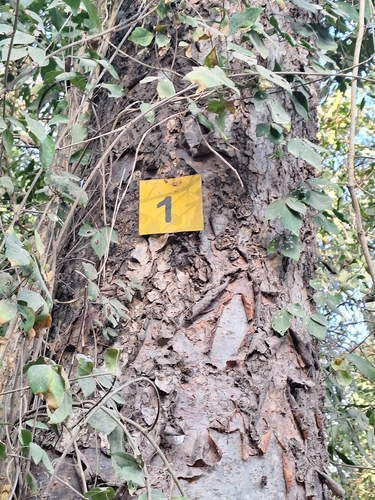Amburana cearensis, photograph 2