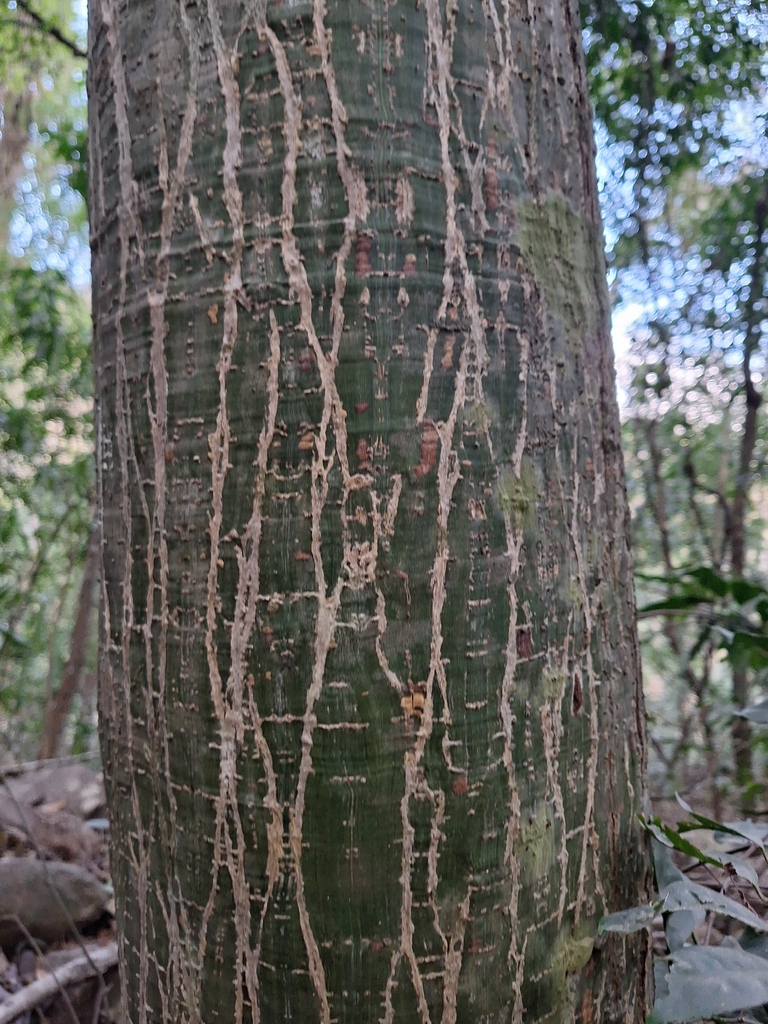 Pseudobombax argentinum, Ledesma, Jujuy, Argentina