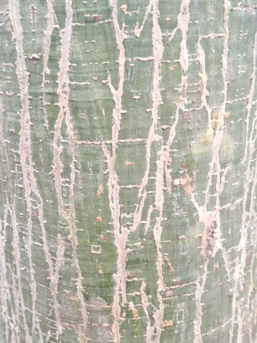 Pseudobombax argentinum