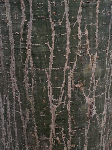 Pseudobombax argentinum