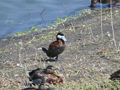 iNaturalist observation photo of Ruddy Duck