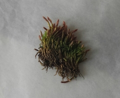 Orthothecium strictum