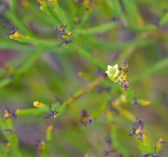 Thesium pseudovirgatum