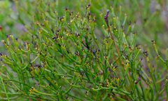 Thesium pseudovirgatum