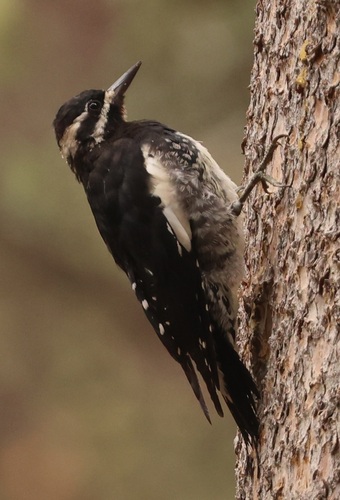 iNaturalist observation photo of Williamson's Sapsucker