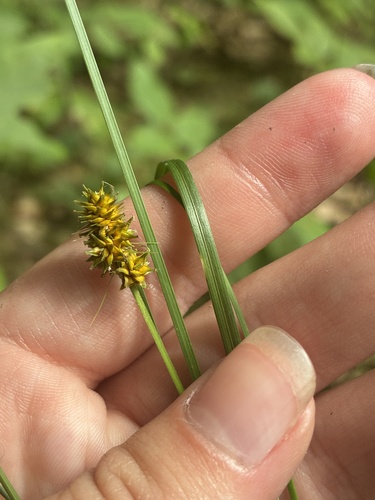 Carex cephalophora, 2026-08-15