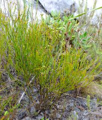 Thesium pseudovirgatum