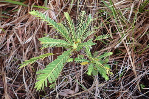 Phyllanthus saffordii observed 2026-08-16