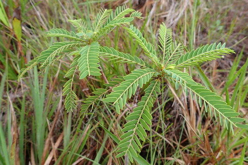 Phyllanthus saffordii observed 2026-08-16
