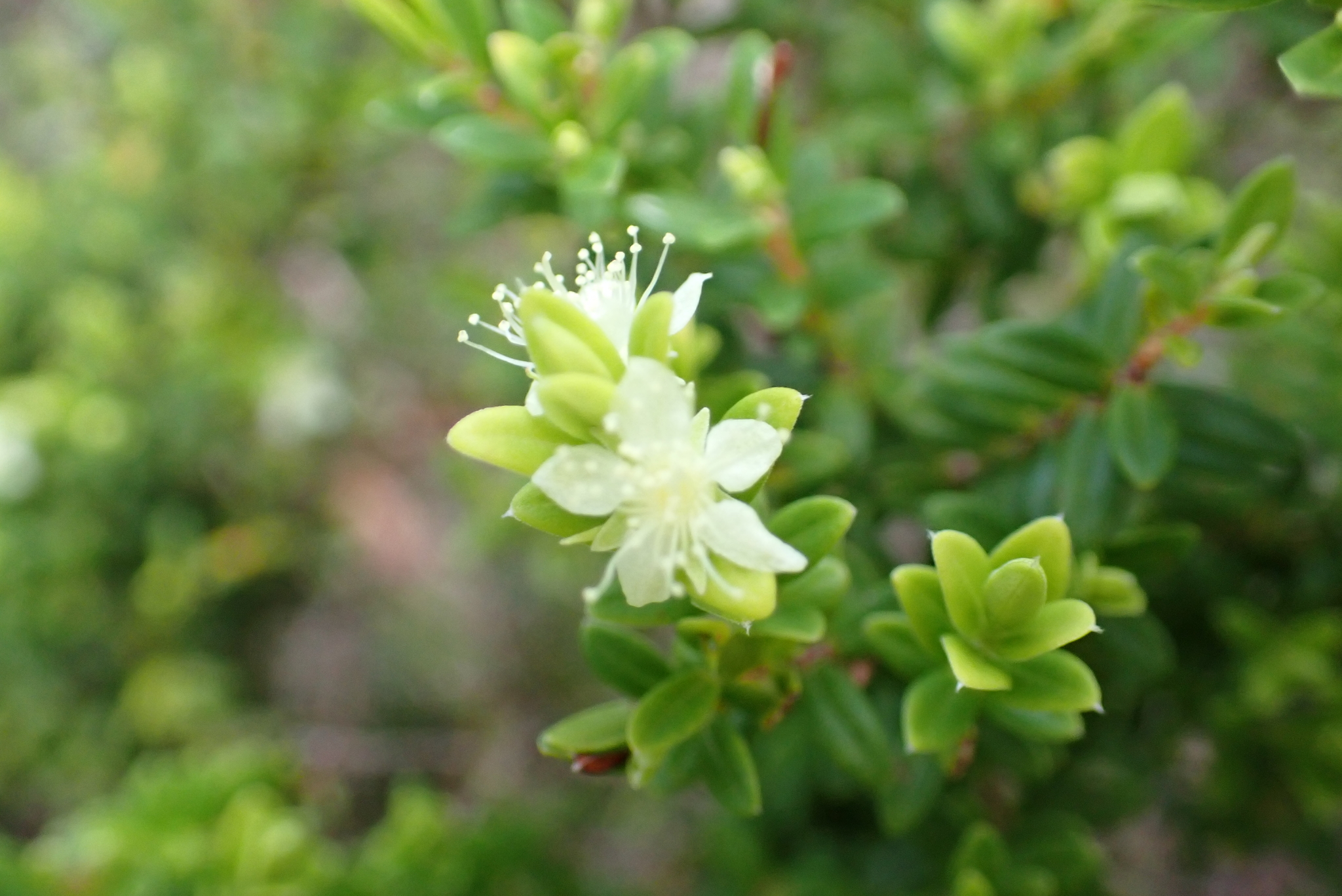 Myrtella bennigseniana