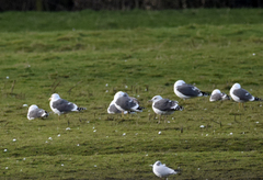 Larus fuscus