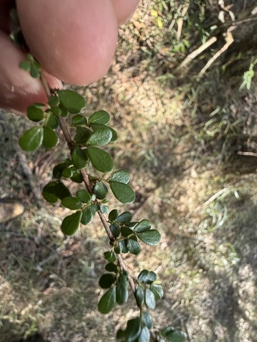 Phyllanthus microcladus, 2026-08-12