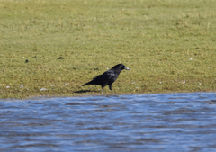 Corvus corone