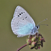Green-underside Blue - Photo (c) Gaetano Berzacola, some rights reserved (CC BY-NC), uploaded by Gaetano Berzacola