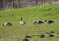 Branta canadensis