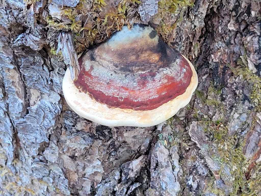 Northern Red Belt · August 2026 · photo: Photo: no rights reserved · iNaturalist
