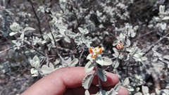 Buddleja marrubiifolia