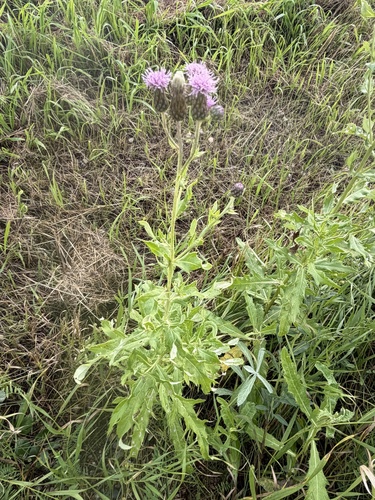 creeping thistle
