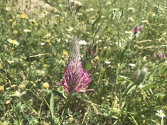 Trifolium purpureum