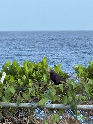 Smooth-billed Ani