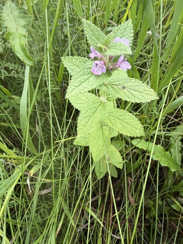 prairie woundwort
