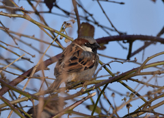 Passer domesticus