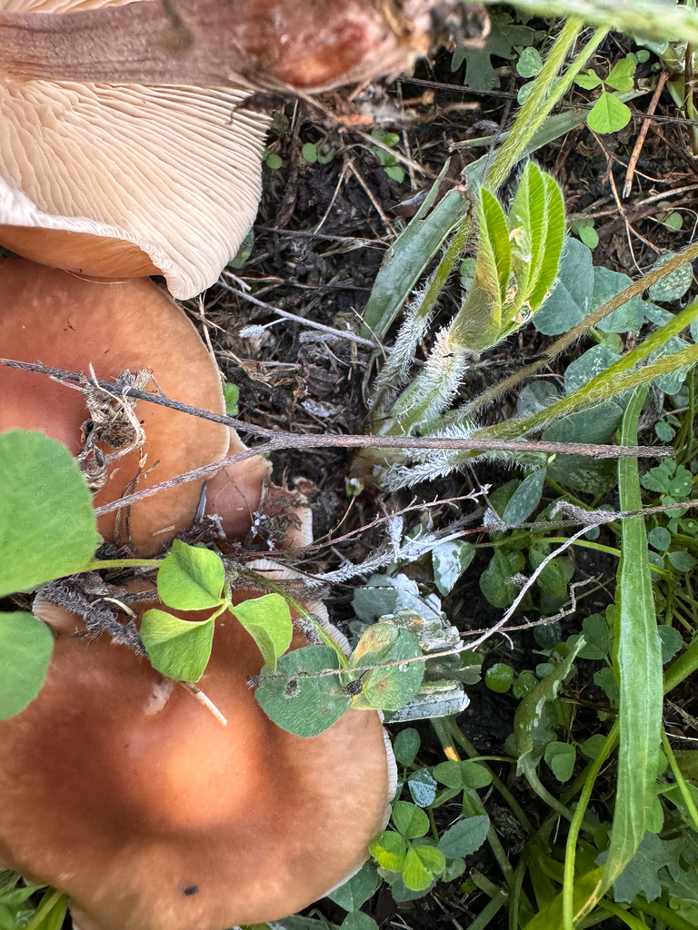 Luxury Caps · August 2026 · photo: Photo: (c) sarah caitlin williams, some rights reserved (CC BY) · iNaturalist
